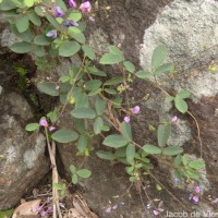 Pycnospora lutescens (Poir.) Schindl.